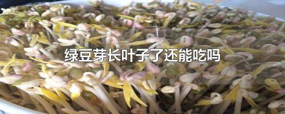 ​绿豆芽长出叶子能吃吗 绿豆芽发芽了还能吃吗 会不会有毒