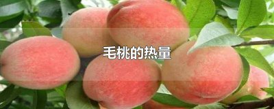 ​毛桃的热量高吗,减肥能吃吗 毛桃的热量高不高
