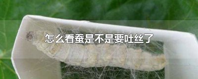 ​怎么能看出来蚕要吐丝 怎样才能看出蚕快要吐丝了