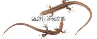 ​壁虎怕花露水吗 壁虎怕不怕花露水的味道