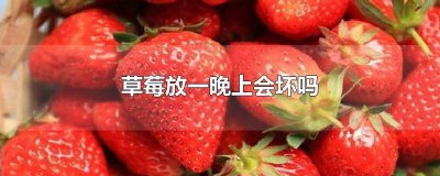 ​草莓在外面放一晚会坏吗为什么 草莓在外面放一晚会坏吗图片