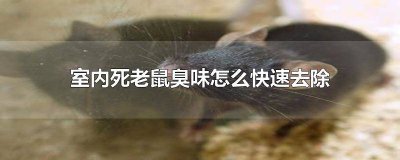​用什么方法可以去除死老鼠的臭味 家里臭老鼠味怎么去除