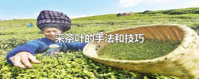 ​采茶叶的日记100字 描写采茶叶的动作