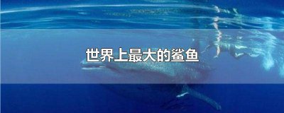 ​世界上最大的鲨鱼前十名图片 世界上最大的鲨鱼前十名排名