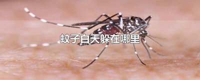 ​蚊子白天躲在哪里最安静 晚上蚊子一般躲在什么地方