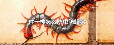 ​一楼装修防虫鼠 住一楼怎么防老鼠蟑螂