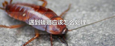 ​遇到蟑螂应该怎么处理它的方法 看见蟑螂了应该怎么及时处理