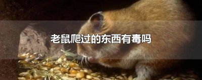 ​老鼠爬过的地方有没有毒 老鼠爬的地方有毒吗