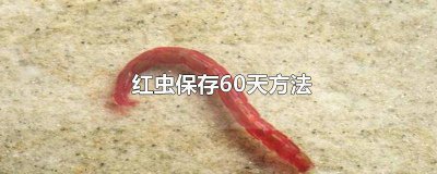 ​红虫的储藏方法 红虫常温下能保存多久