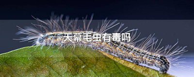 ​天暮毛虫有毒吗 天幕毛虫生活环境