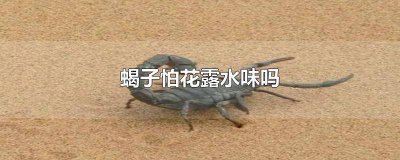 ​蝎子怕不怕花露水 花露水对蝎子有用吗
