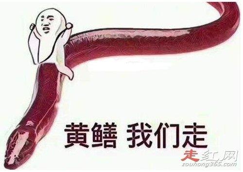 女主播琪琪黄鳝门事件 出现了许多关于黄鳝的表情包