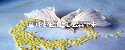 ​蚕卵怎么从纸板上拆下来 蚕卵怎么从纸盒上弄下来