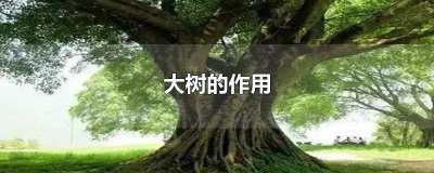 ​大树的作用教案大班 大树的作用简笔画