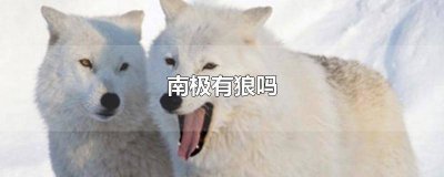 ​南极的狼叫什么 南极狼生活在哪里