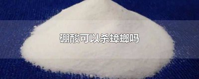 ​硼酸为啥可以杀蟑螂 硼酸能不能杀死蟑螂