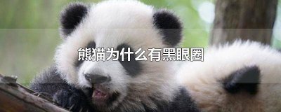 ​熊猫为什么有黑眼圈 ? 熊猫为什么有黑眼圈呢脑筋急转弯