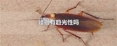​蟑螂向光还是怕光 光会吸引蟑螂吗