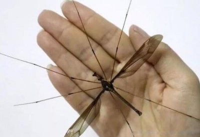 ​金腹巨蚊图片长什么样世界上最大的蚊子金腹巨蚊是什么