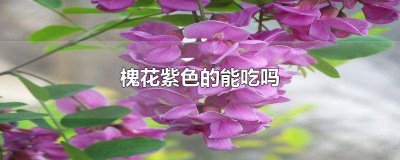 ​槐花是紫色的能吃吗 淡紫色的槐花能吃吗