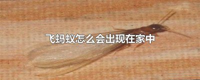 ​家中突然出现飞蚂蚁 家里出现飞蚂蚁