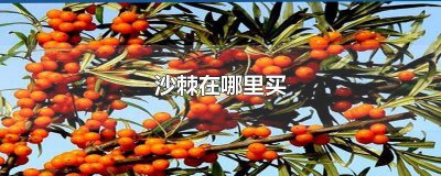 ​沙棘去哪买 沙棘一般在哪里买
