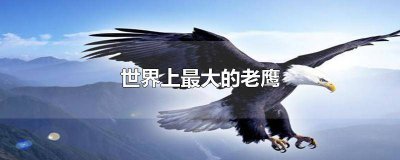 ​世界上最大的老鹰是谁 世界上最大的老鹰是哪种老鹰