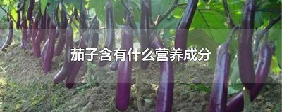 ​茄子里的营养 茄子里有什么营养物质