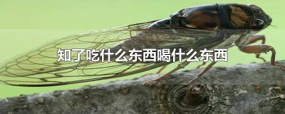 ​请问知了吃什么东西 知了平常吃什么东西