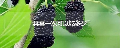 ​桑葚一次可以吃多少颗 桑葚一次能吃多少