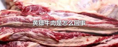 ​什么是黄膘牛肉 市场上的黄膘牛肉是咋回事