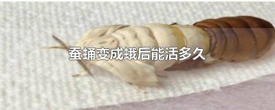 ​蚕蛹破茧之后变成蛾能活多久 蚕蛹变成蛾子能活多久