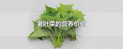 ​薯叶功效作用 薯菜叶的营养价值