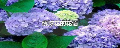 ​蓝紫色绣球花的花语 绿色绣球花的花语
