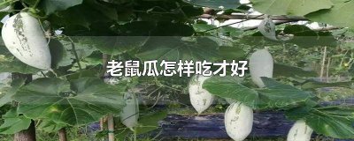 ​老鼠瓜图片吃对身体有害 老鼠爱吃瓜子吗?