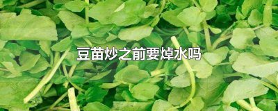​豆苗炒之前要焯水吗多久 炒豆苗要用水焯一下么