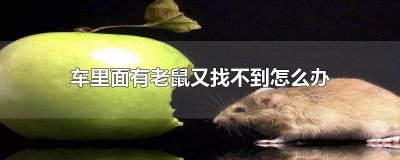 ​车里面有老鼠又找不到怎么办 车里有一只老鼠找不到怎么办