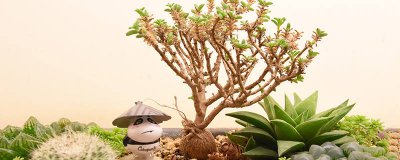 ​植物有哪些相同特点 植物有哪些相同特点并举例说明三年级科学