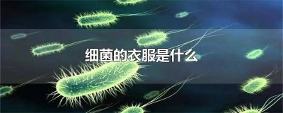 ​细菌的衣服是什么颜色 细菌的衣服是什么构成