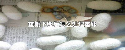 ​蚕蛾产卵后怎么处理 蚕蛾把卵产在蚕茧上怎么办