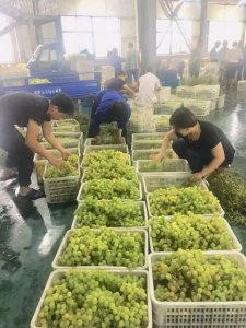 ​金樽玉液52度酒多少钱  金樽玉酒什么意思