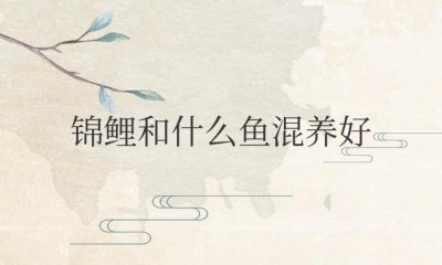 ​锦鲤和什么鱼混养好看又好养