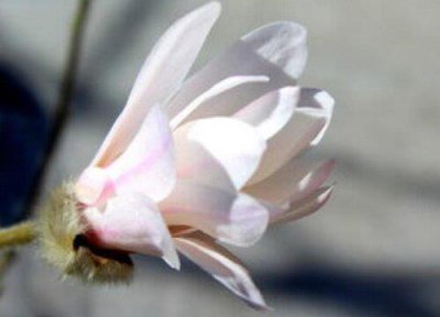 ​白兰花太高怎么剪条（白兰花修剪枝条的教程）