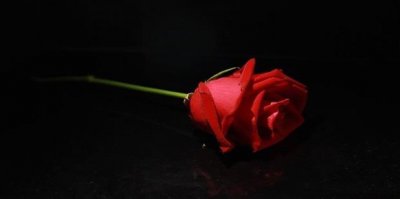 ​红玫瑰花语是什么
