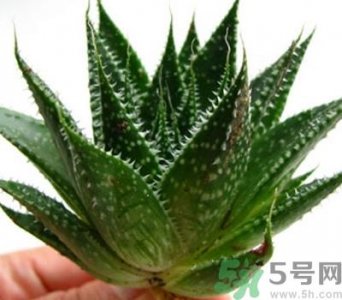 ​芦荟胶会堵塞毛孔吗？芦荟胶应该怎么用？