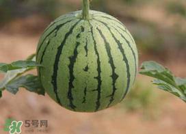 五月份可以种西瓜吗？五月份怎么种西瓜？