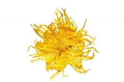 ​金丝皇菊有虫子正常吗 如何选择好的金丝皇菊