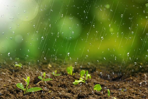 雨水节气一定会下雨吗 雨水节气有什么说法