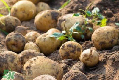 ​7月份能种土豆吗？土豆7月怎样种植？