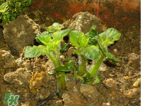 7月份能种土豆吗？土豆7月怎样种植？